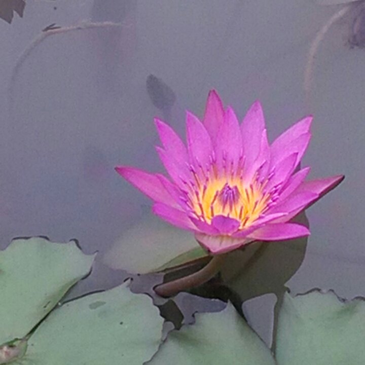 手机用户8971_ulwp