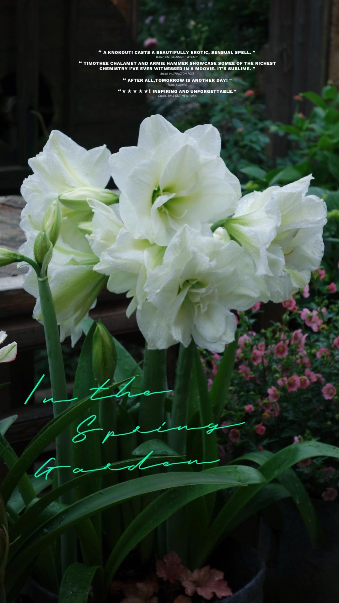 造园记:从陆家嘴后花园到山居小花园