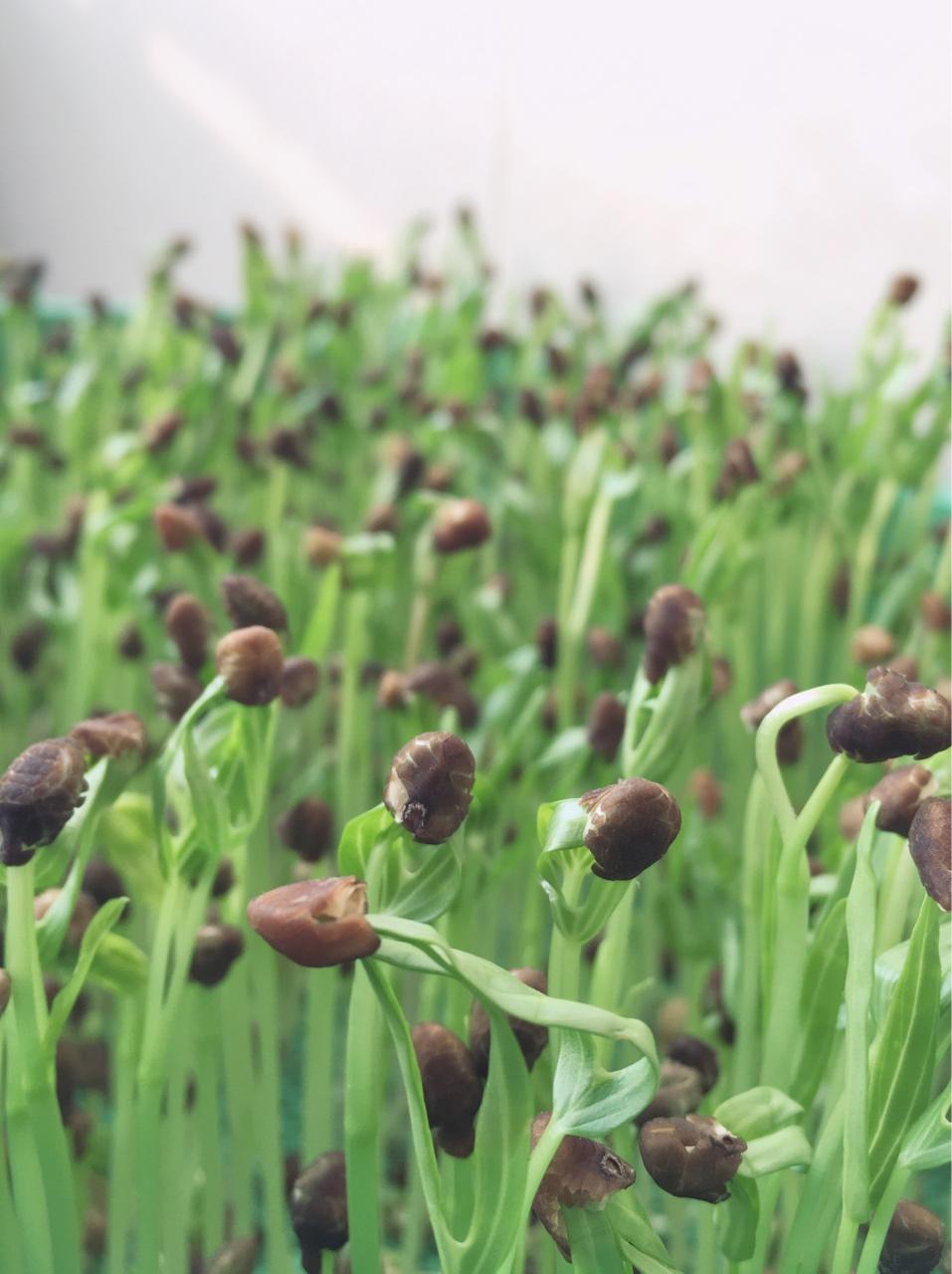 苗芽菜（秋日新手）