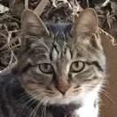 lionshi