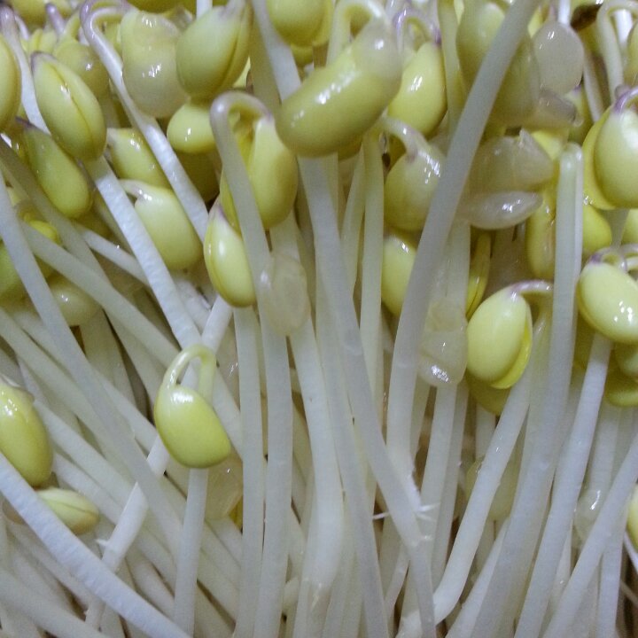 发黄豆芽