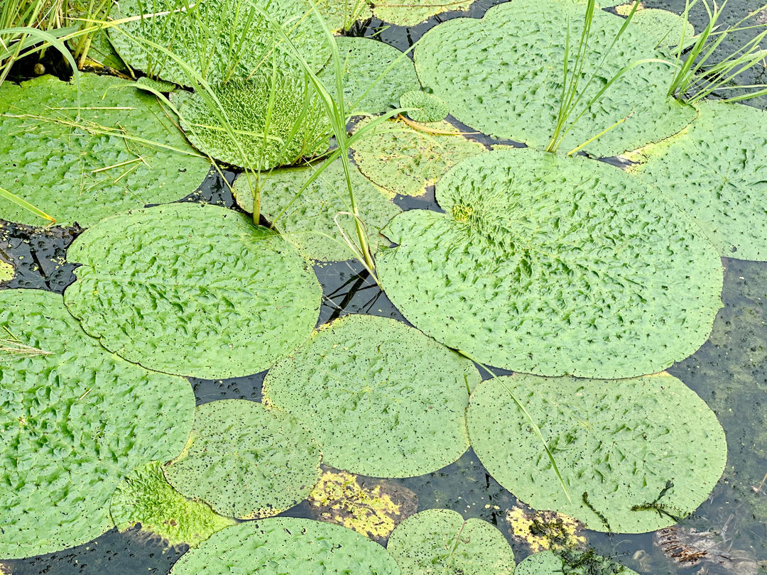 五花肉炖粉条