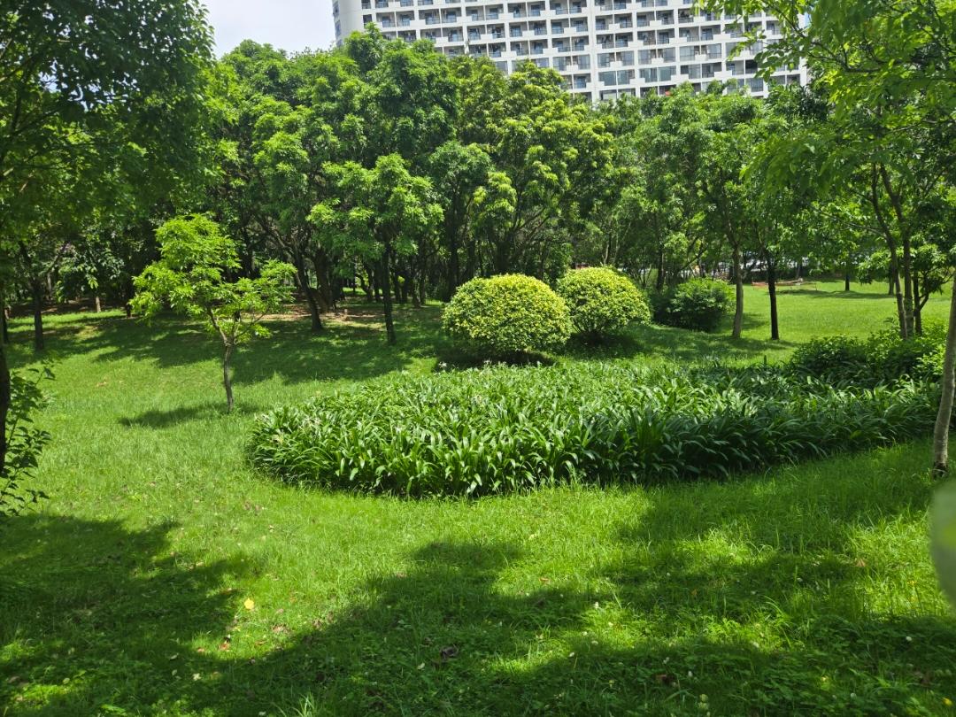 晨露qh