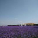 军LOVE