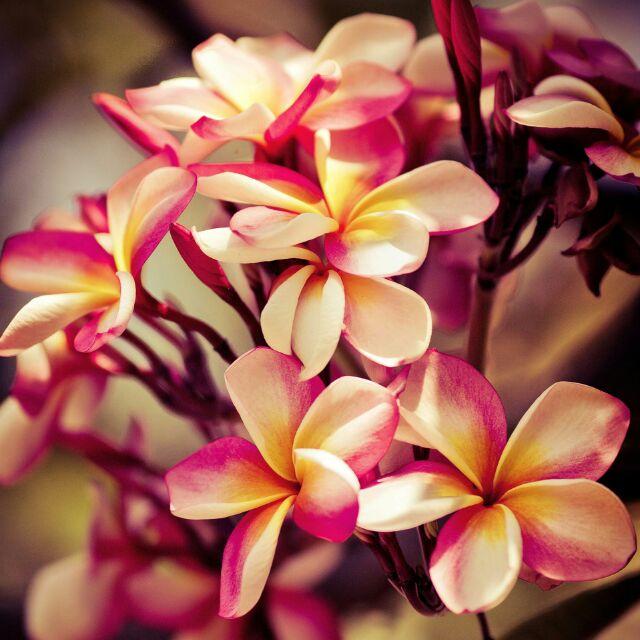 手心的蔷薇_otfi