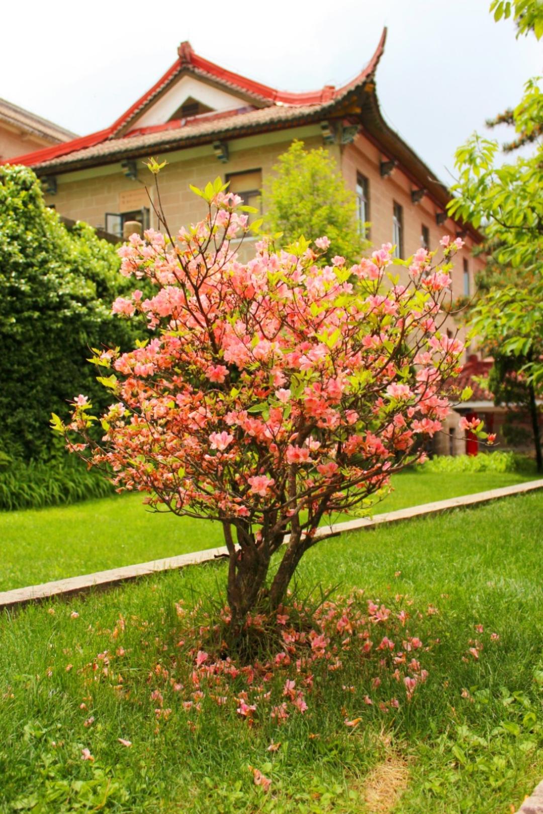 去冰三分糖柠檬茶