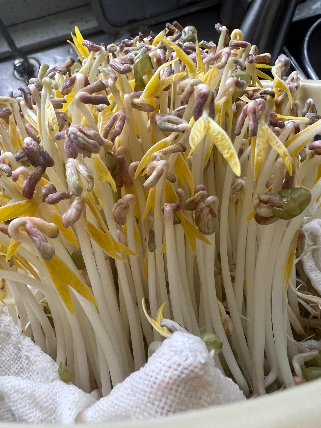 自发绿豆芽的做法