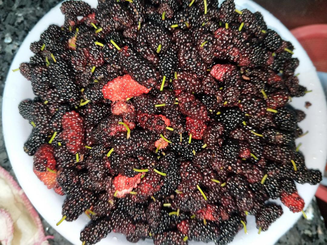 乌发防脱发改善睡眠的桑葚膏