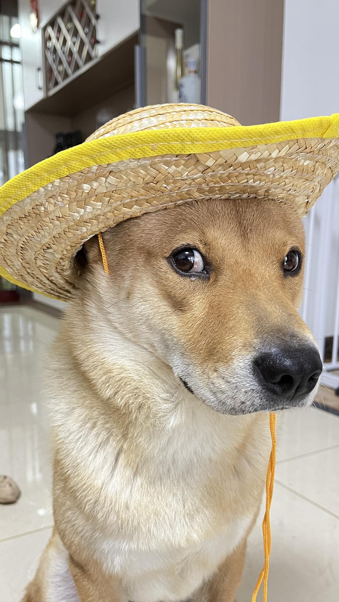 土豆炸萝卜