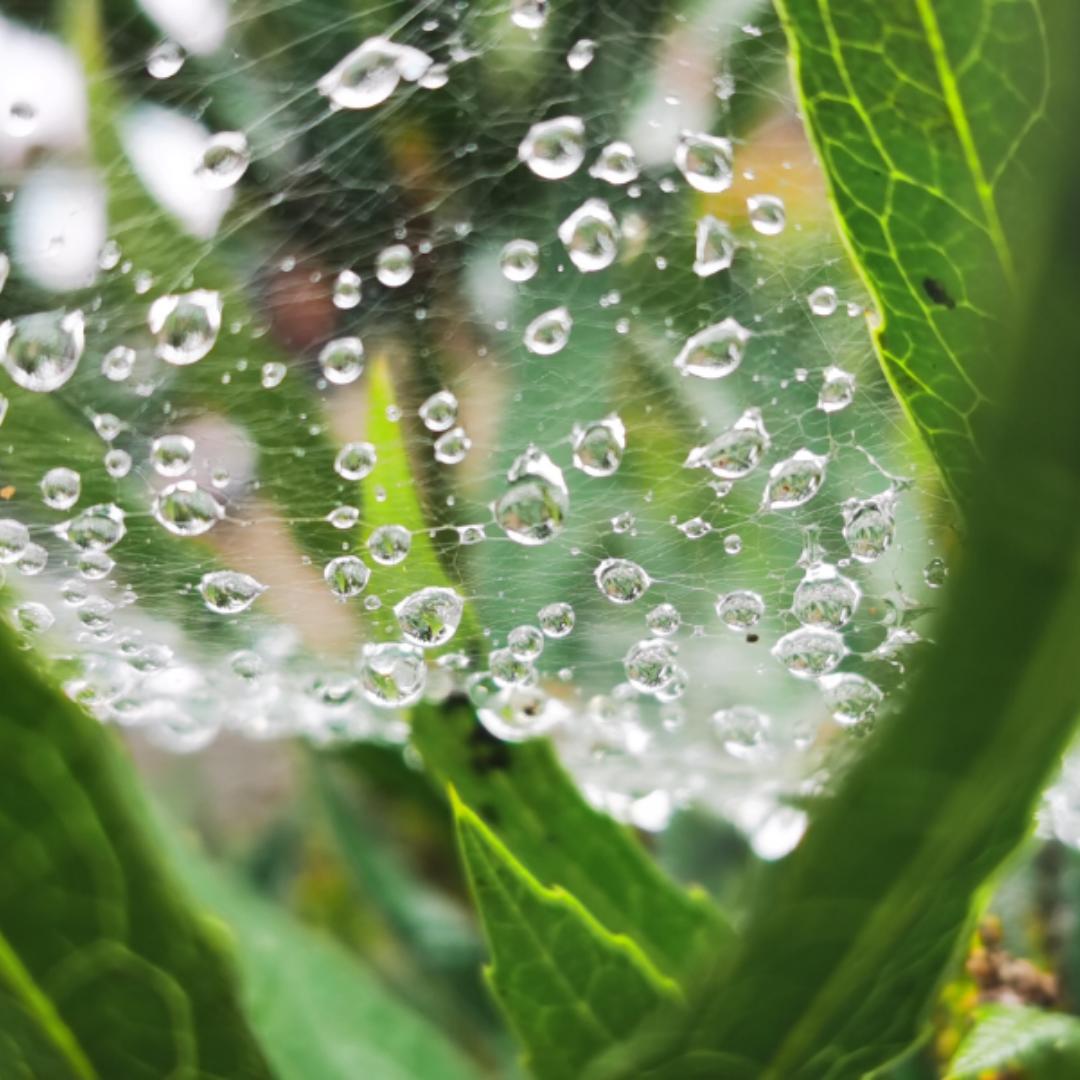 鱼鱼Rain