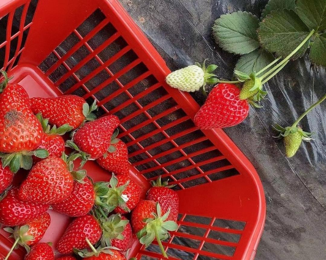 冻草莓🍓