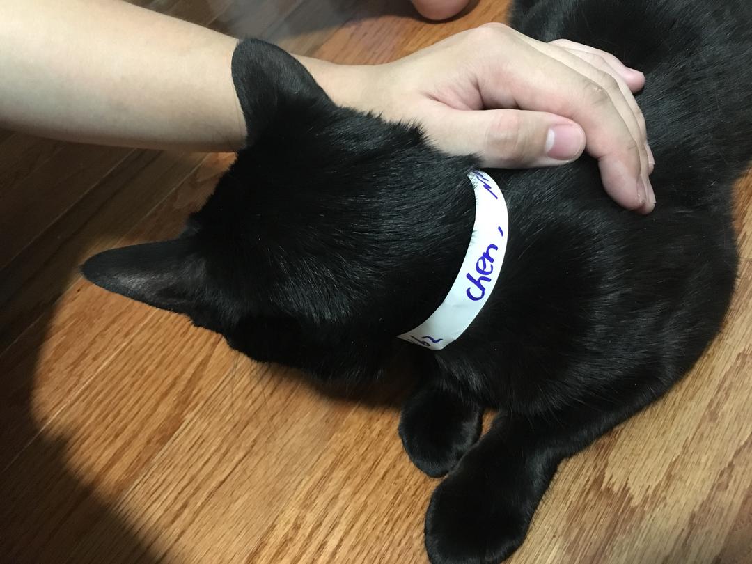 猫咪绝育术后饭