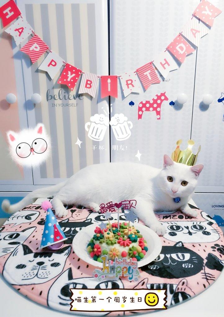 【宠物蛋糕】