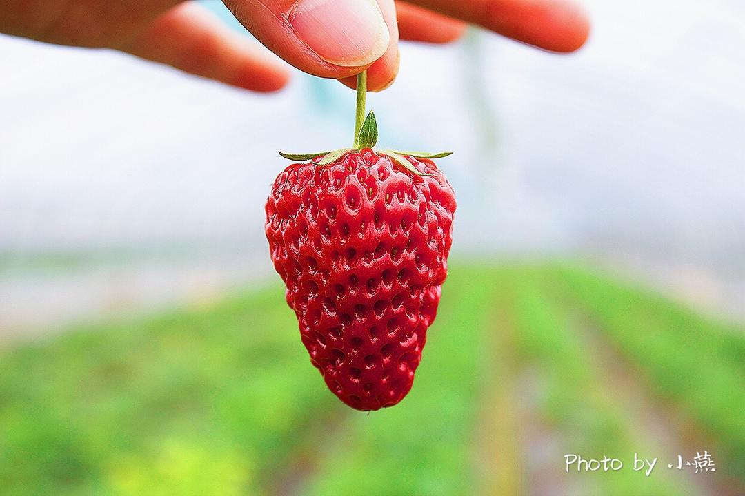 自制无添加草莓酱