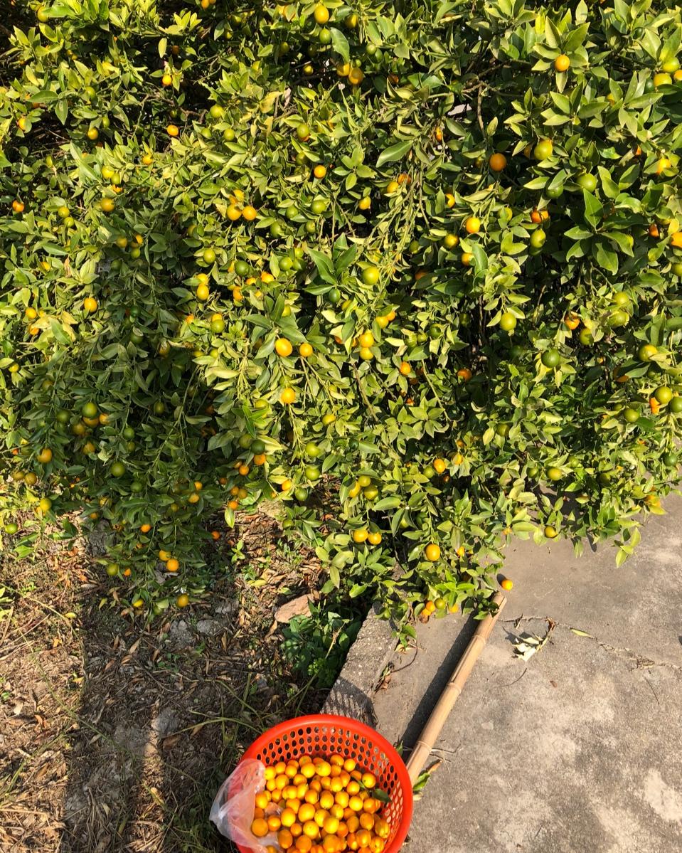 止咳化痰-金桔酱🍊