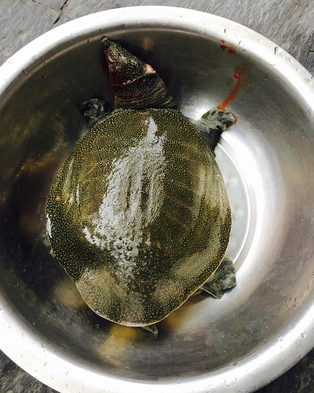 清炖野生甲鱼汤