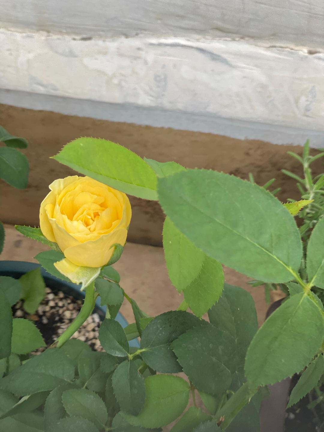 花意浓