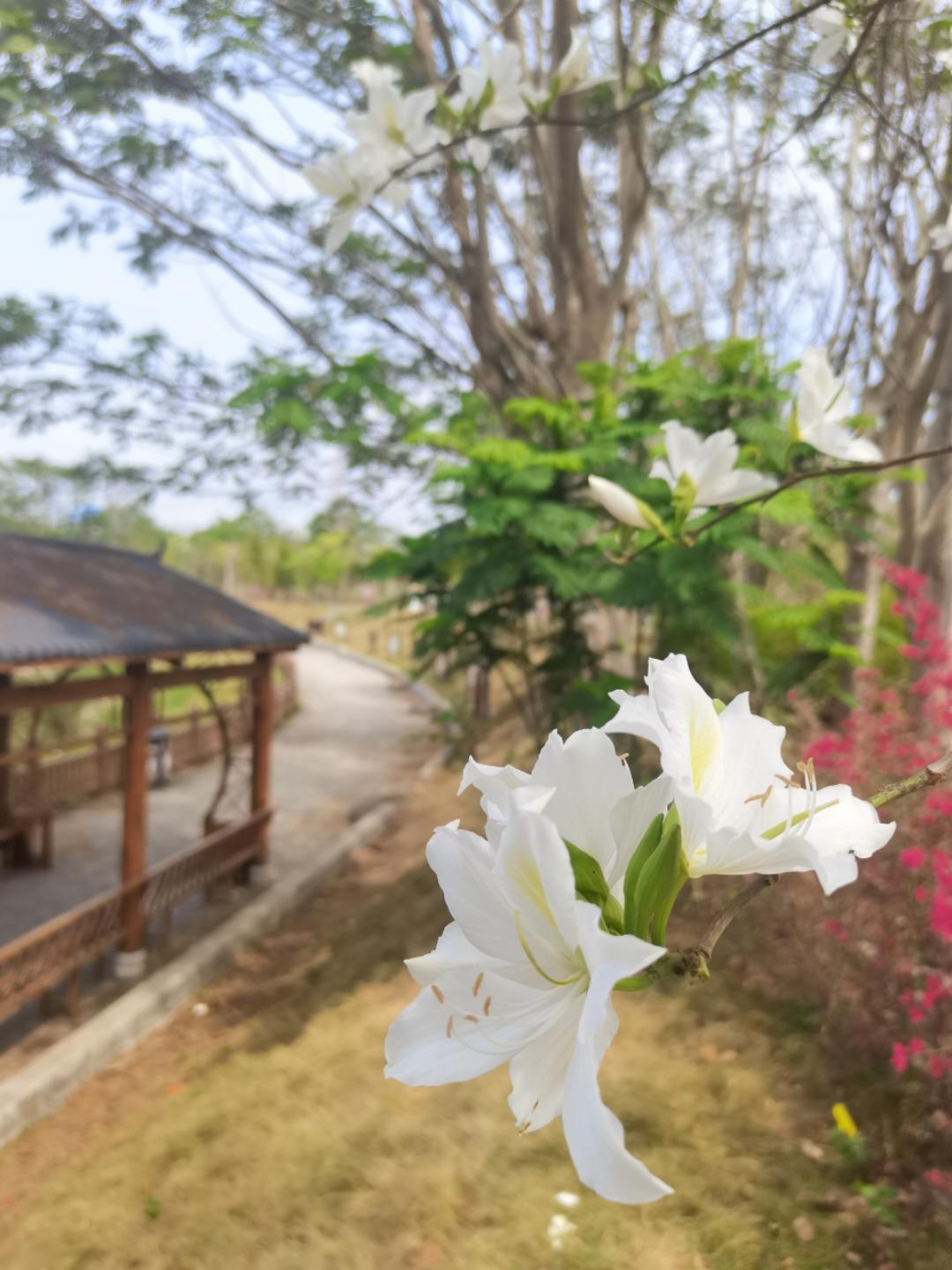ling玲