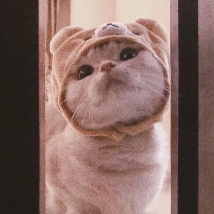 唯有爱与美食不可辜负AA