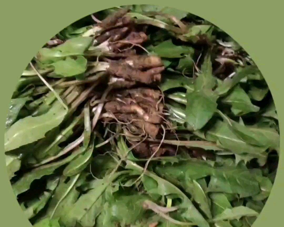 烘干蒲公英