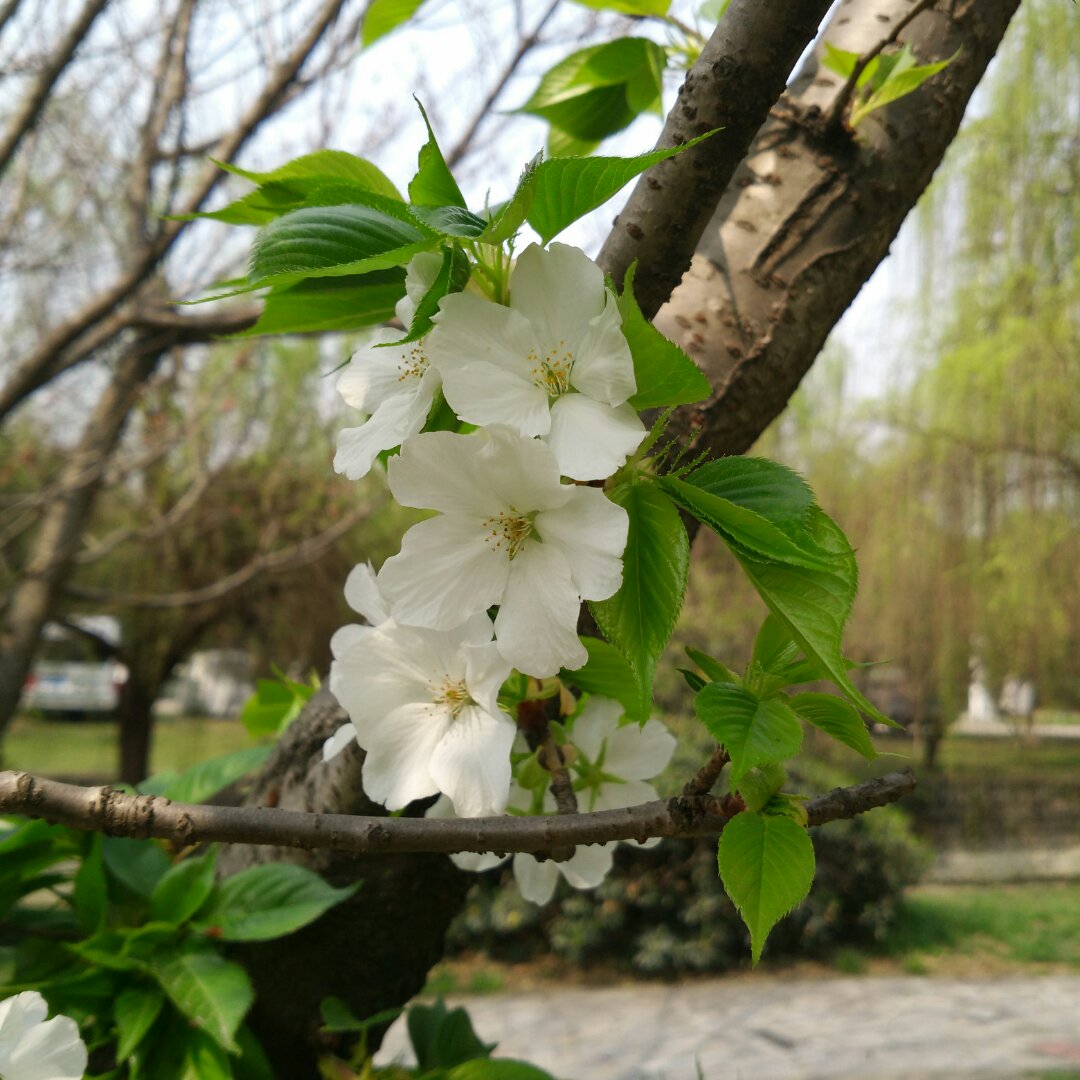 花食间