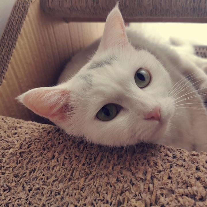 杨七Max