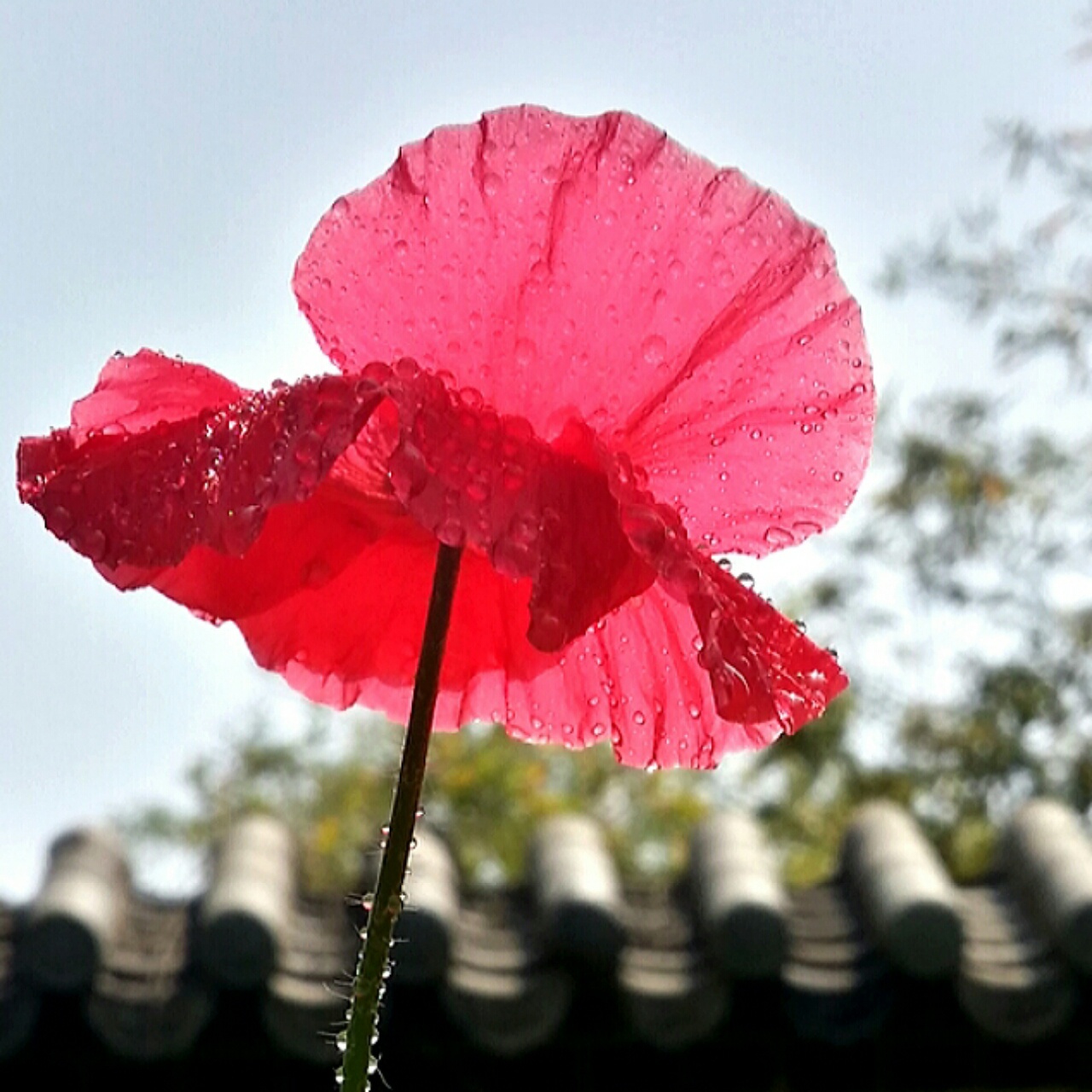 雨中花曼