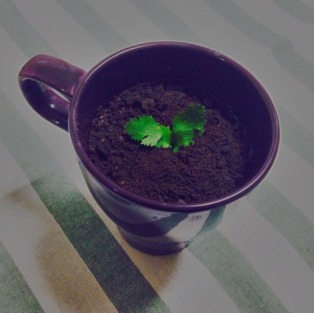 盆栽酸奶