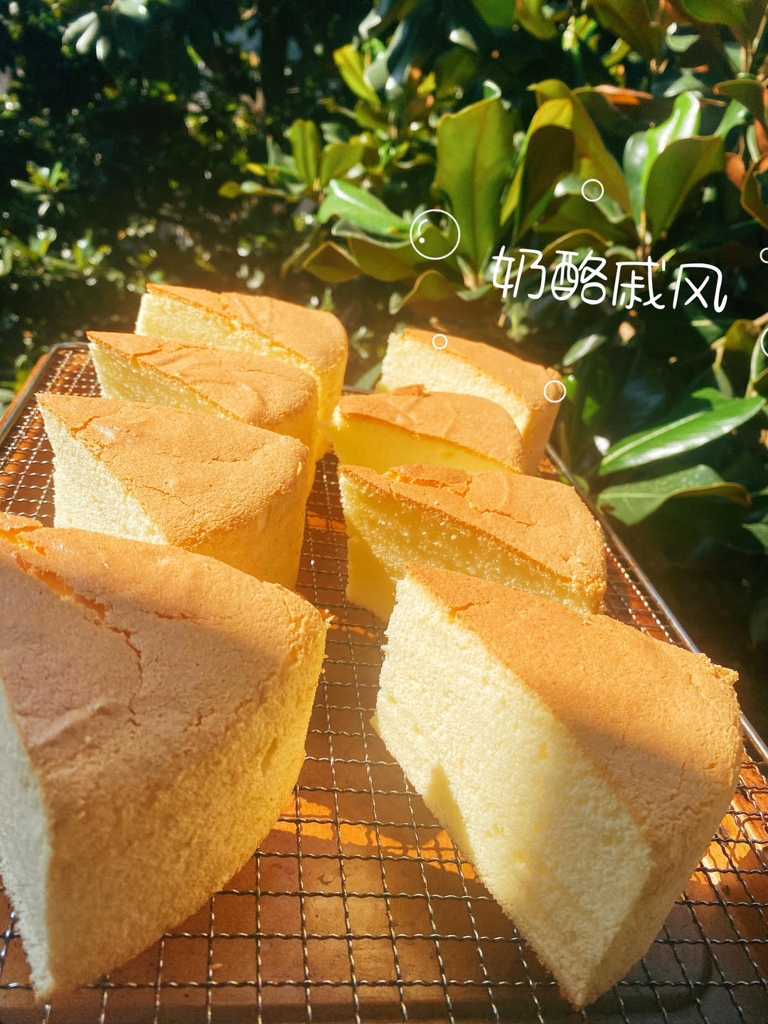 乳酪戚风蛋糕