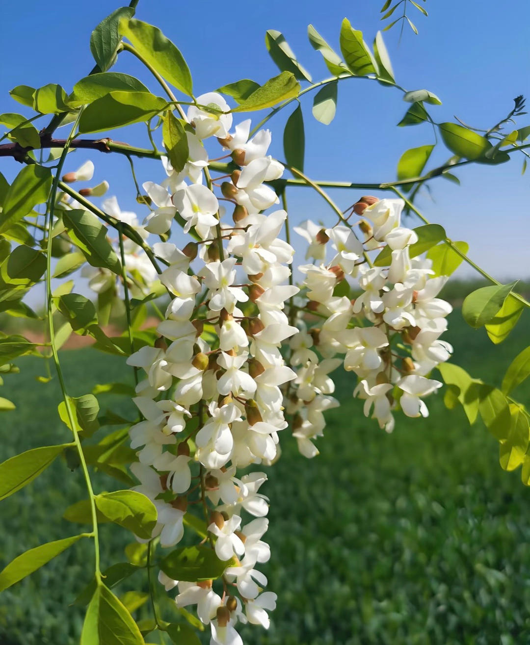 槐花饺子