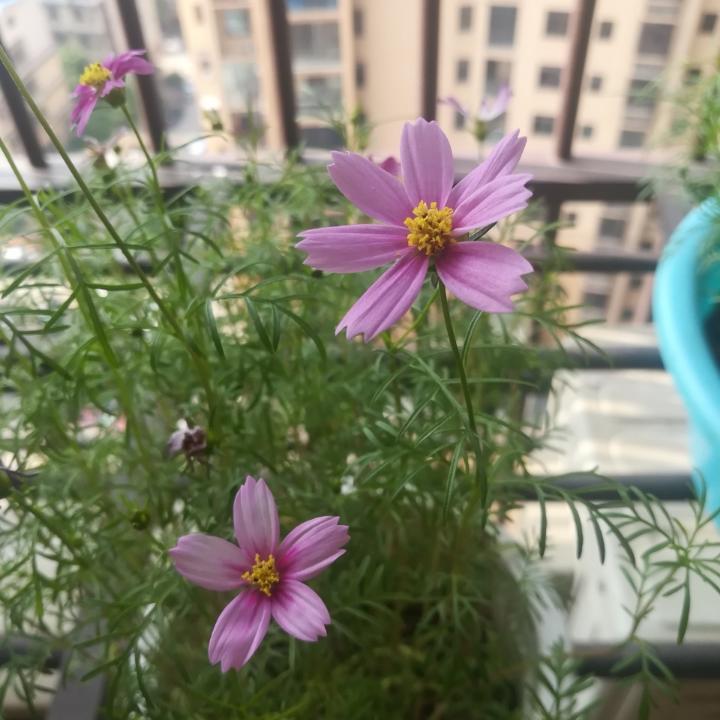 爱明叮