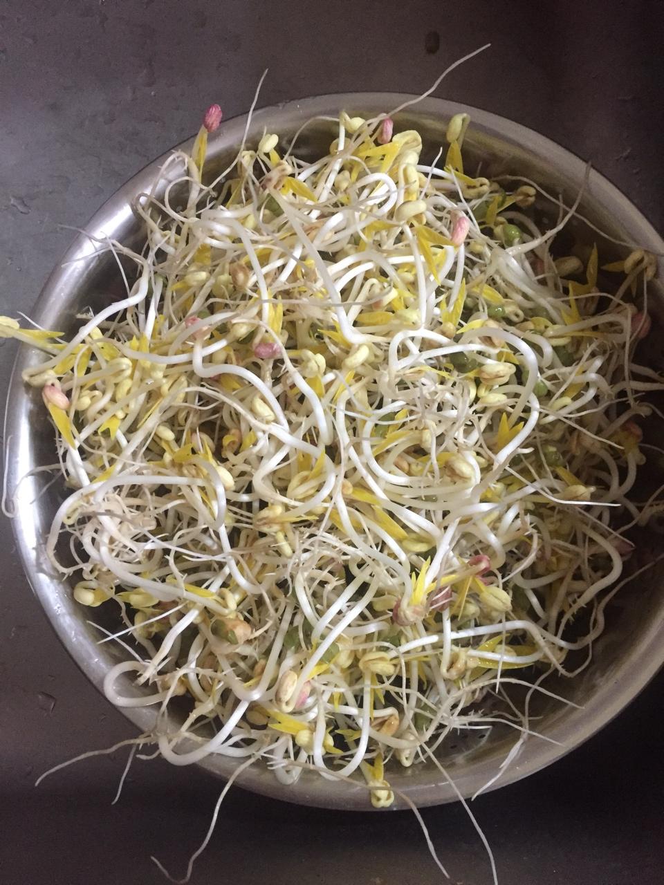 自发豆芽（可乐瓶发豆芽0失败！）