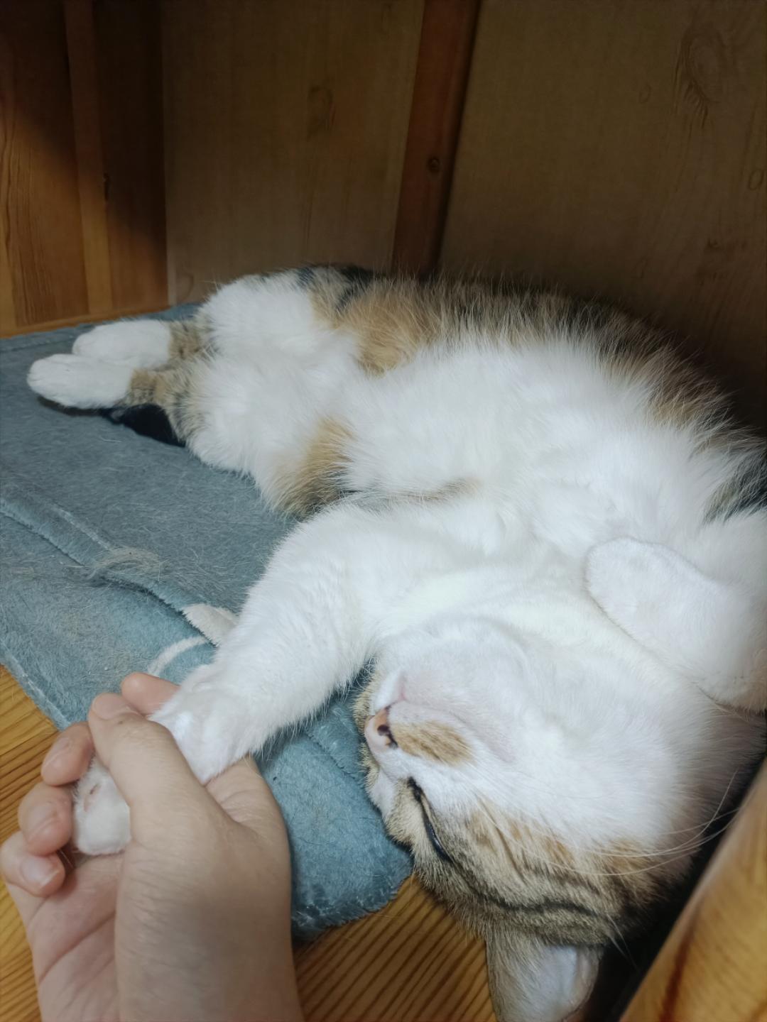 葵花仔可可