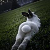 不喂兔子胡萝卜