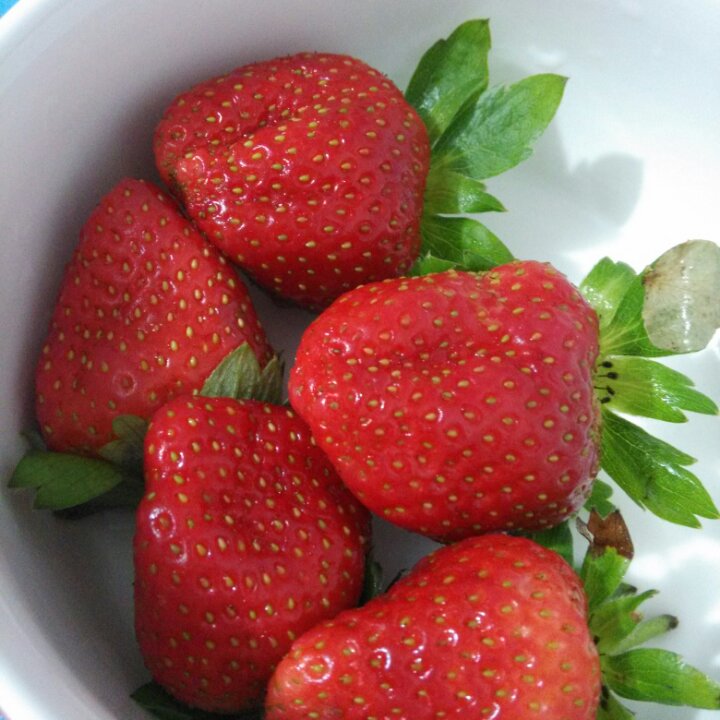 今冬第一颗草莓