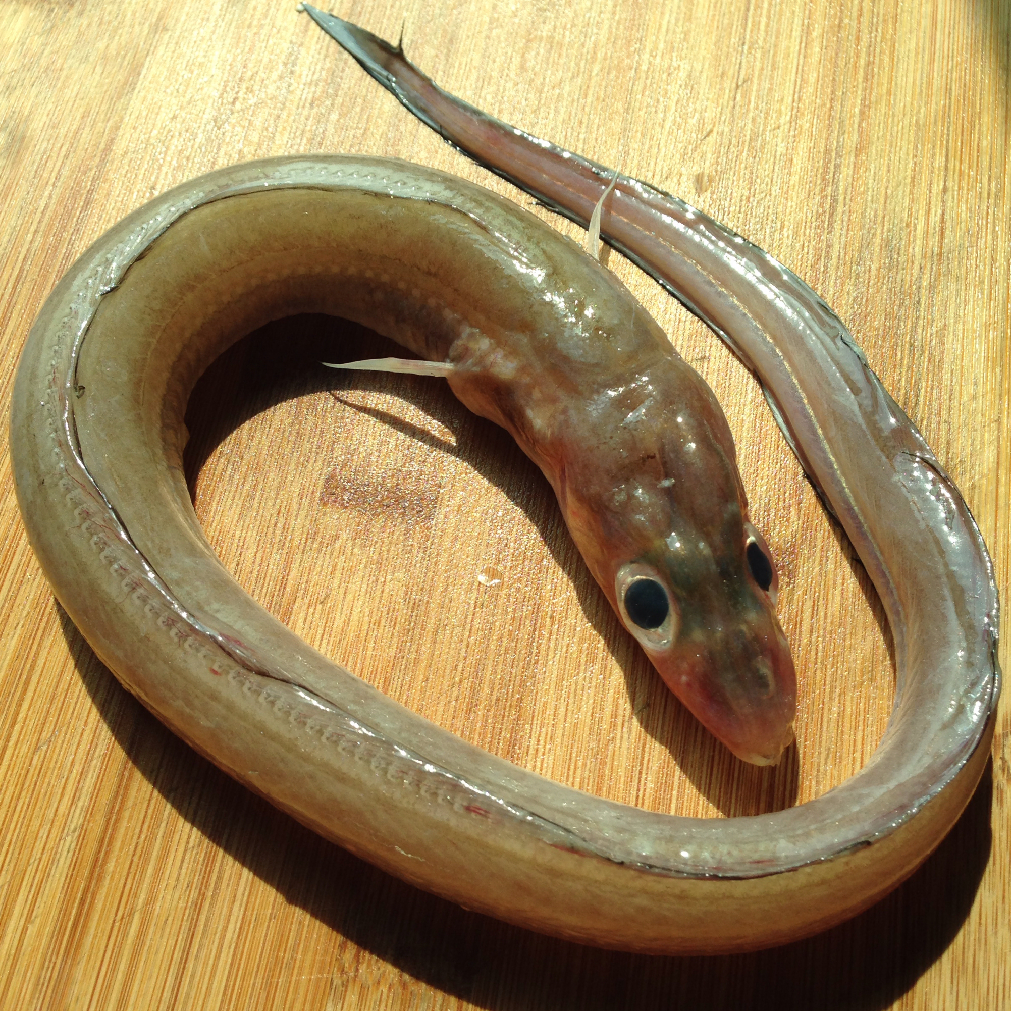 筱顷分享作品晚餐612016年3月5日海鳗仔#晚餐612016年3月5日