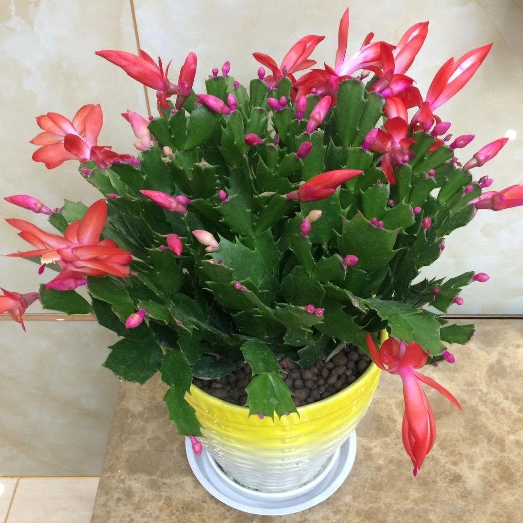 手机用户1158_wgjq