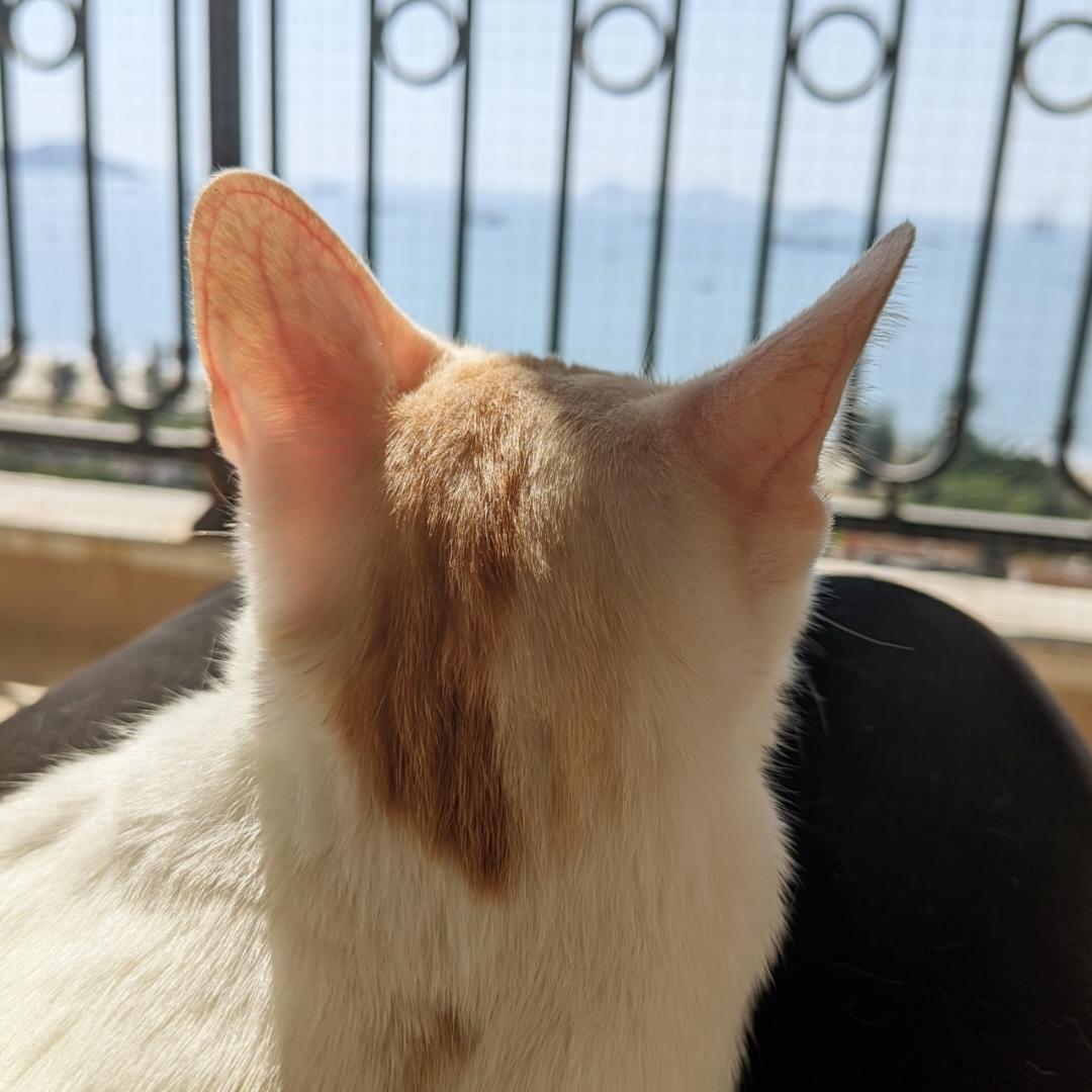 只吃不胖的Mirror