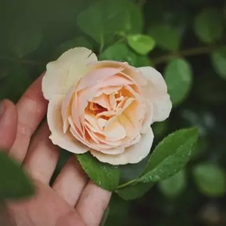 鱼啄落叶