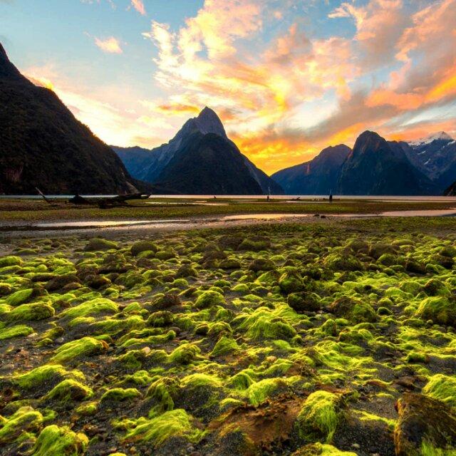 拂堤杨柳醉春烟e