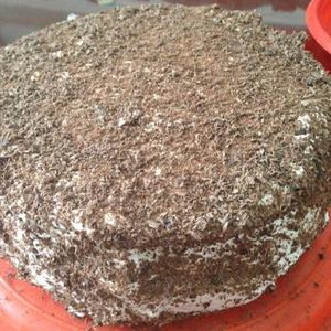 简单巧克力裱花蛋糕的做法 步骤7