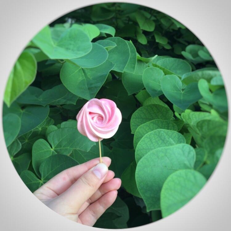 《Tinrry+》Tinrry教你做梦幻蛋白糖