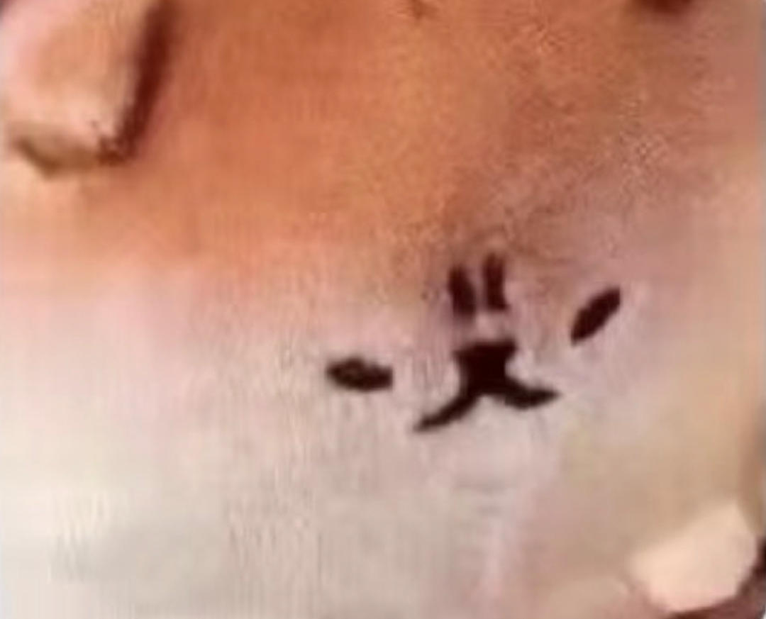 拿布樂司