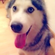 conejo尼