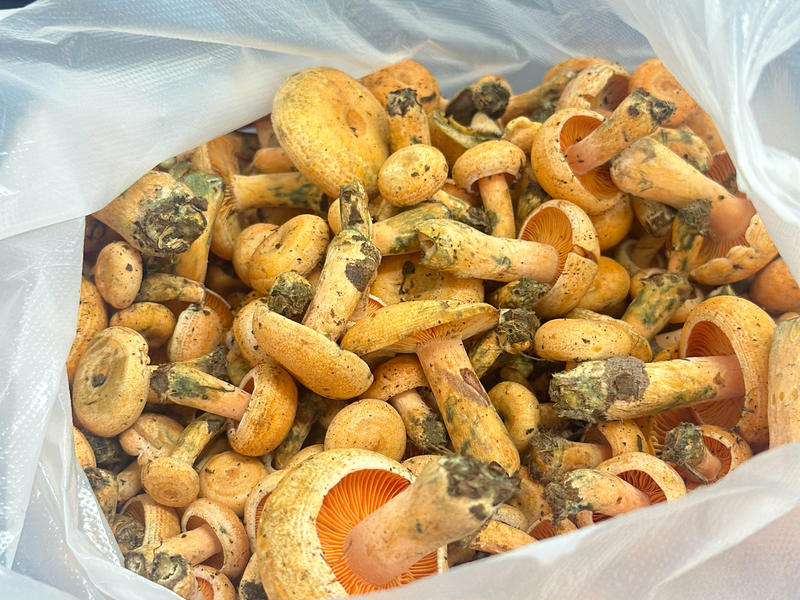 【步骤图】腊肉炖松树菌的做法_腊肉炖松树菌的做法步骤_菜谱_下厨房