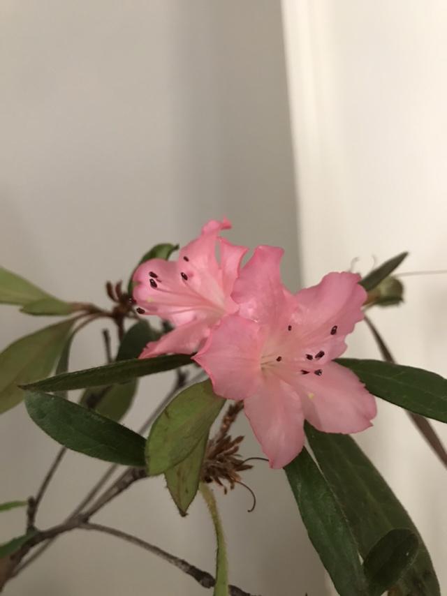 特别下饭的鳕鱼豆腐蒸蛋