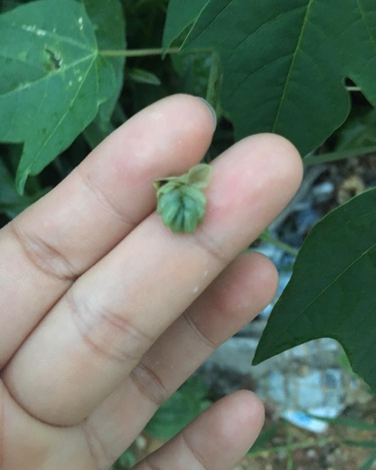 痰火草煲瘦肉