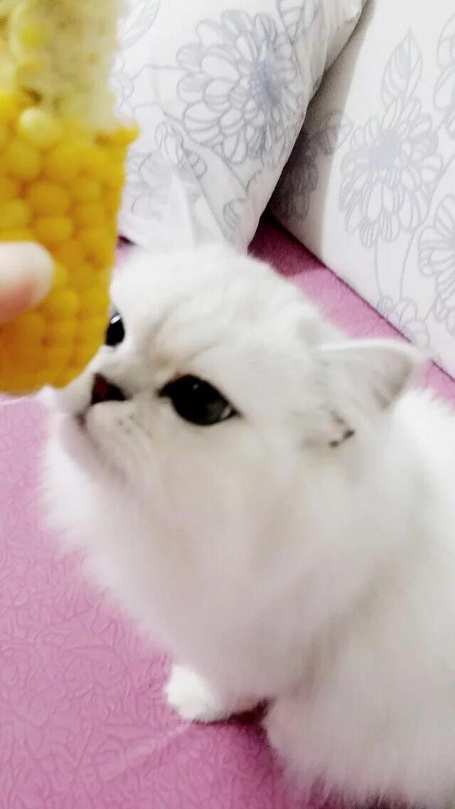 喵了個咪的做法