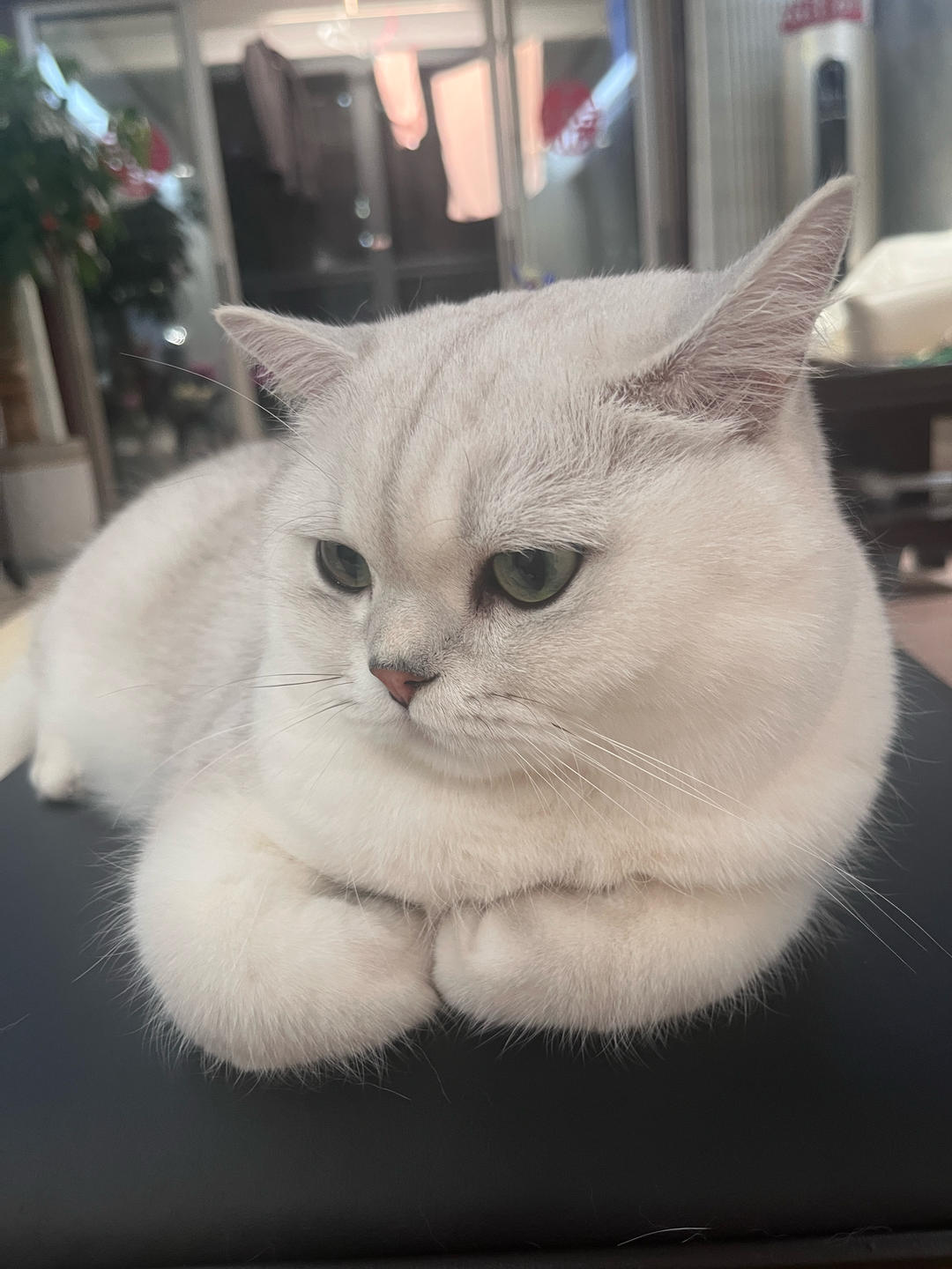黄咖灰