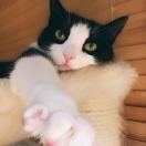 酷爱赖床卷被滴黑喵